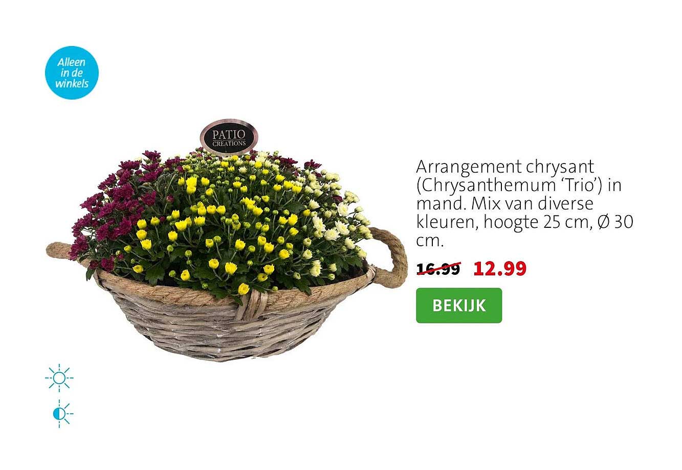 Arrangement chrysant (Chrysanthemum ‘Trio’) in mand. Mix van diverse kleuren, hoogte 25 cm, Ø 30 cm.