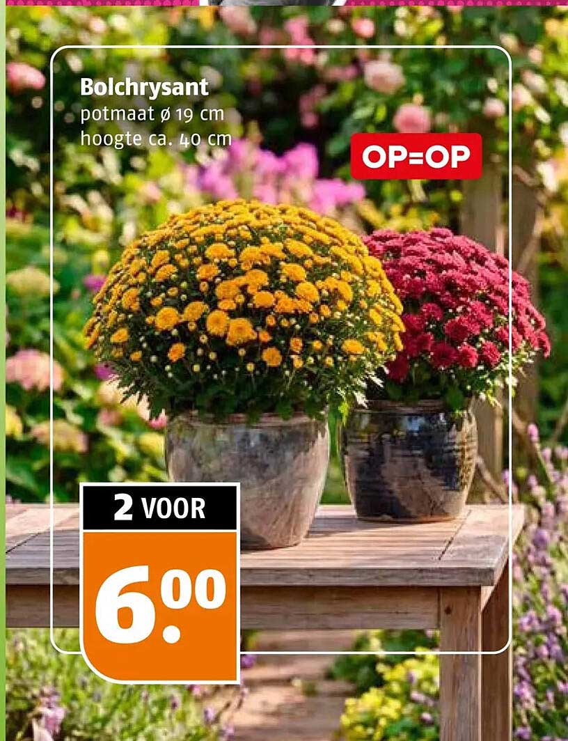Bolchrysant OP=OP