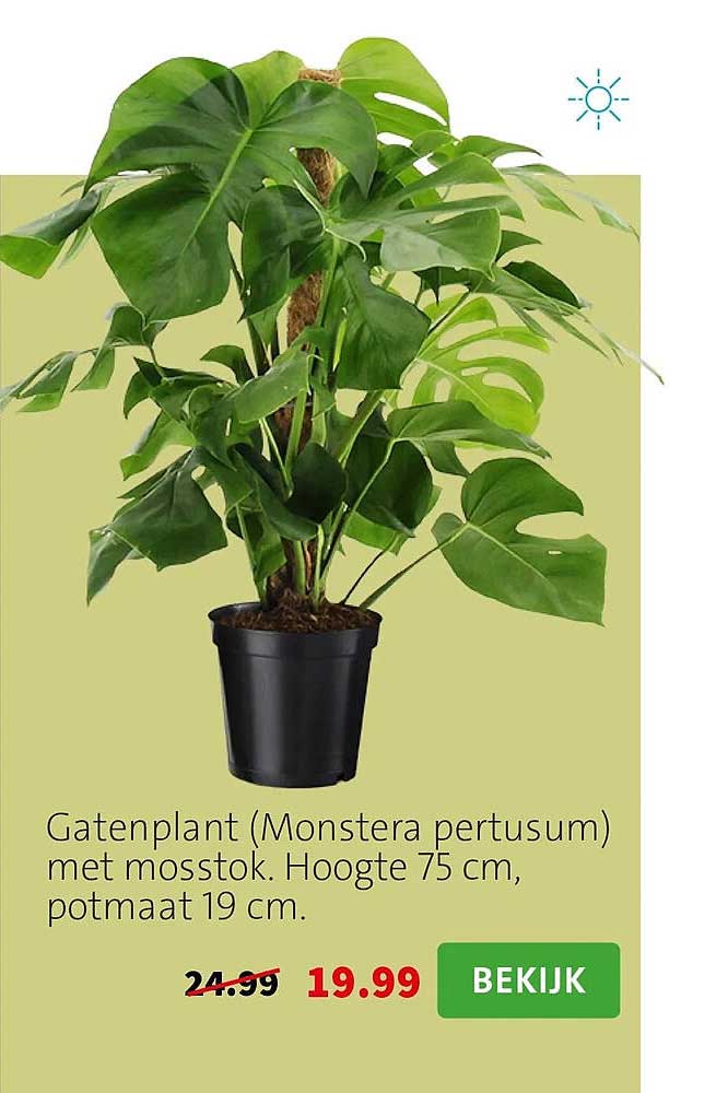 Gatenplant (Monstera pertusum) met mosstok. Hoogte 75 cm, potmaat 19 cm.