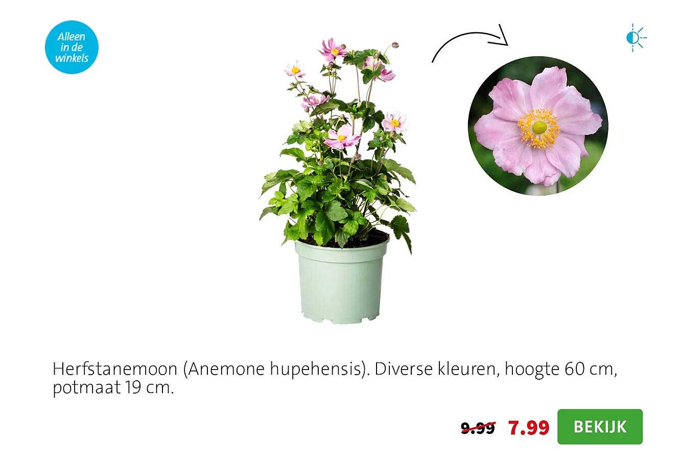 Herfstanemoon (Anemone hupehensis)