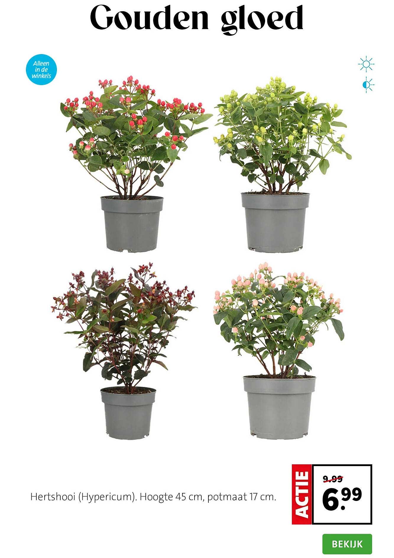 Hertshooi (Hypericum). Hoogte 45 cm, potmaat 17 cm.