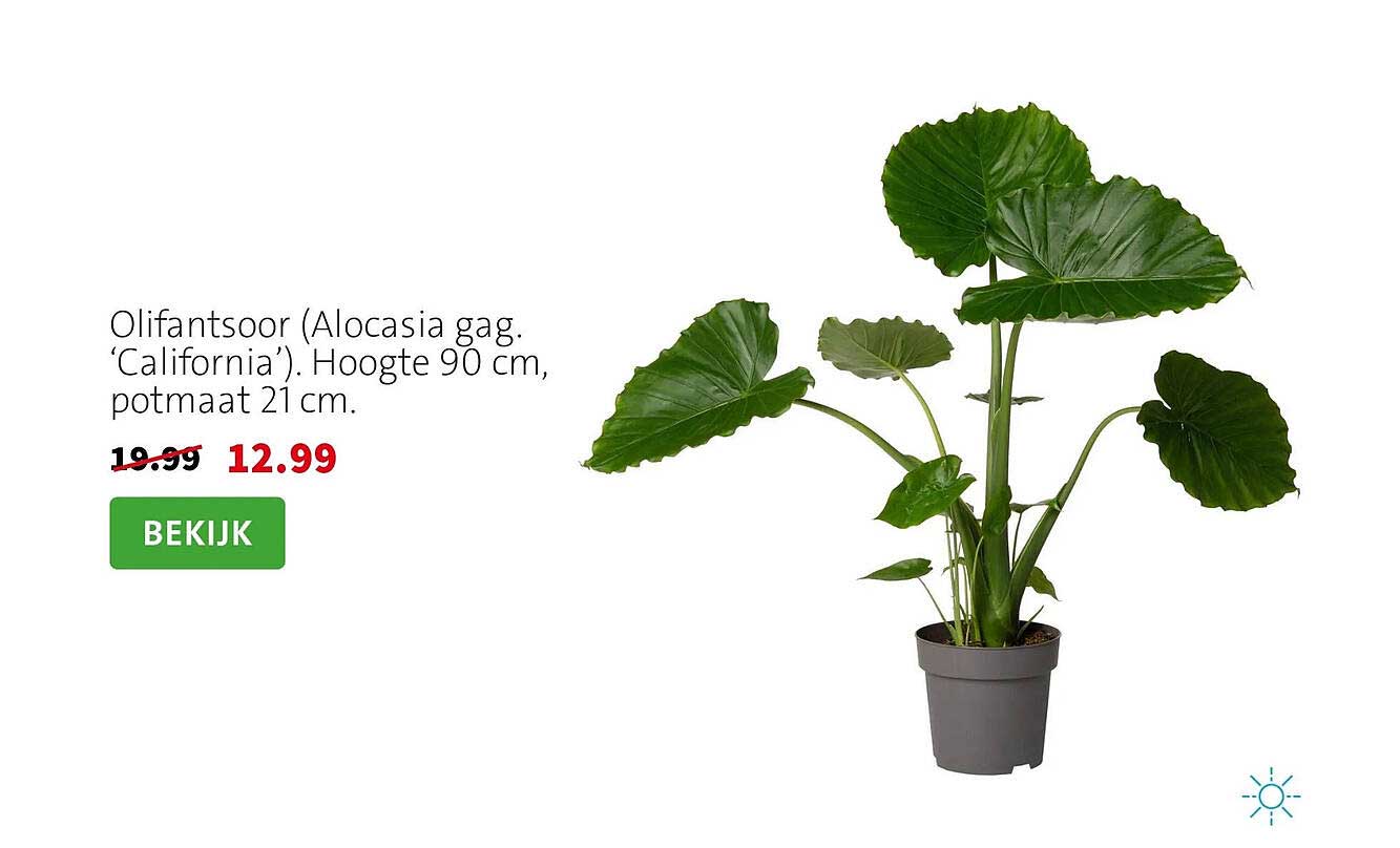 Olifantsoor (Alocasia gag. ‘California’). Hoogte 90 cm, potmaat 21 cm.