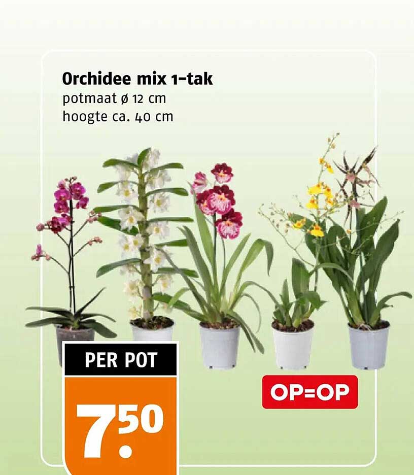 Orchidee mix 1-tak potmaat ø 12 cm hoogte ca. 40 cm OP=OP