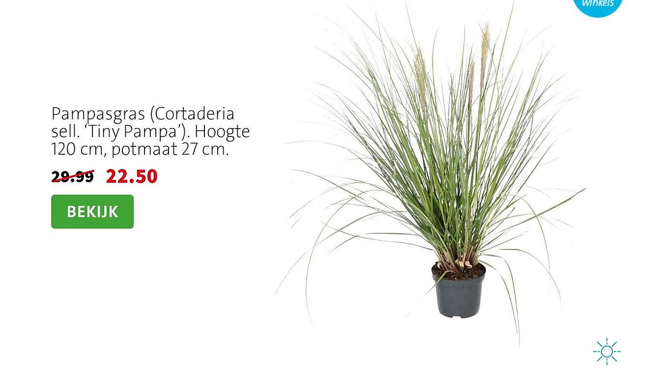 Pampasgras (Cortaderia sell. 'Tiny Pampa'). Hoogte 120 cm, potmaat 27 cm.