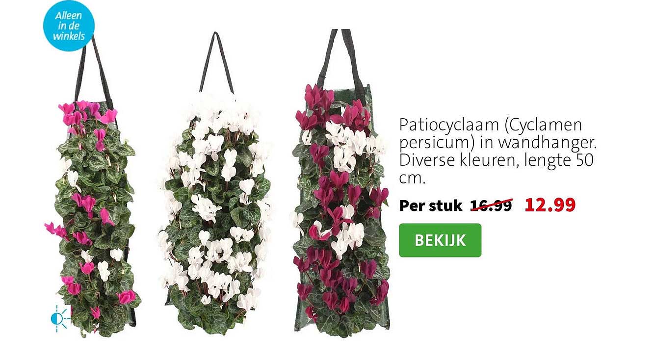 Patiocyclaam (Cyclamen persicum) in wandhanger. Diverse kleuren, lengte 50 cm.