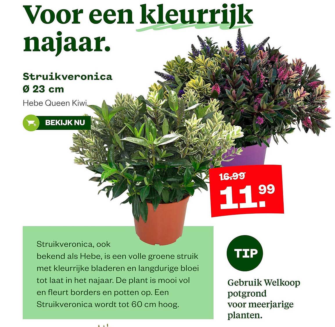 Struikveronica Ø 23 cm