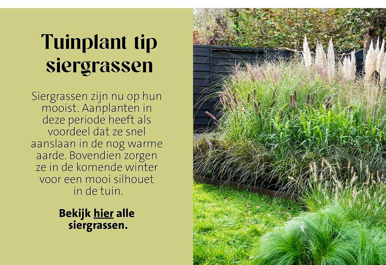 Tuinplant tip siergrassen