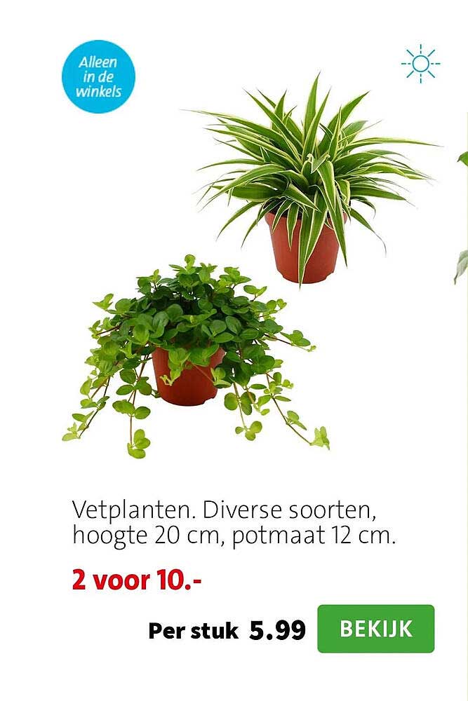 Vetplanten. Diverse soorten, hoogte 20 cm, potmaat 12 cm. 2 voor 10.-