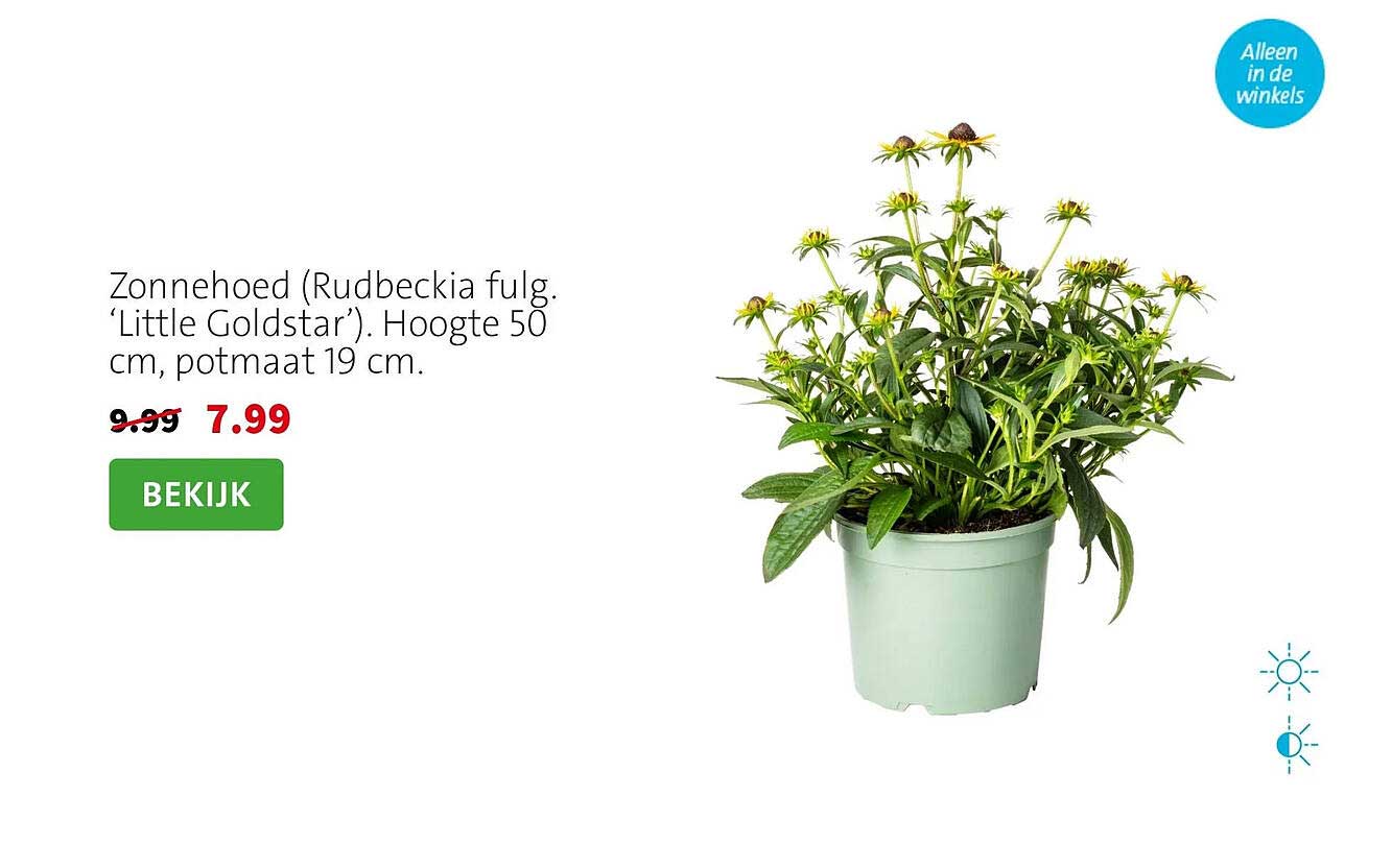 Zonnehoed (Rudbeckia fulg. ‘Little Goldstar’). Hoogte 50 cm, potmaat 19 cm.
