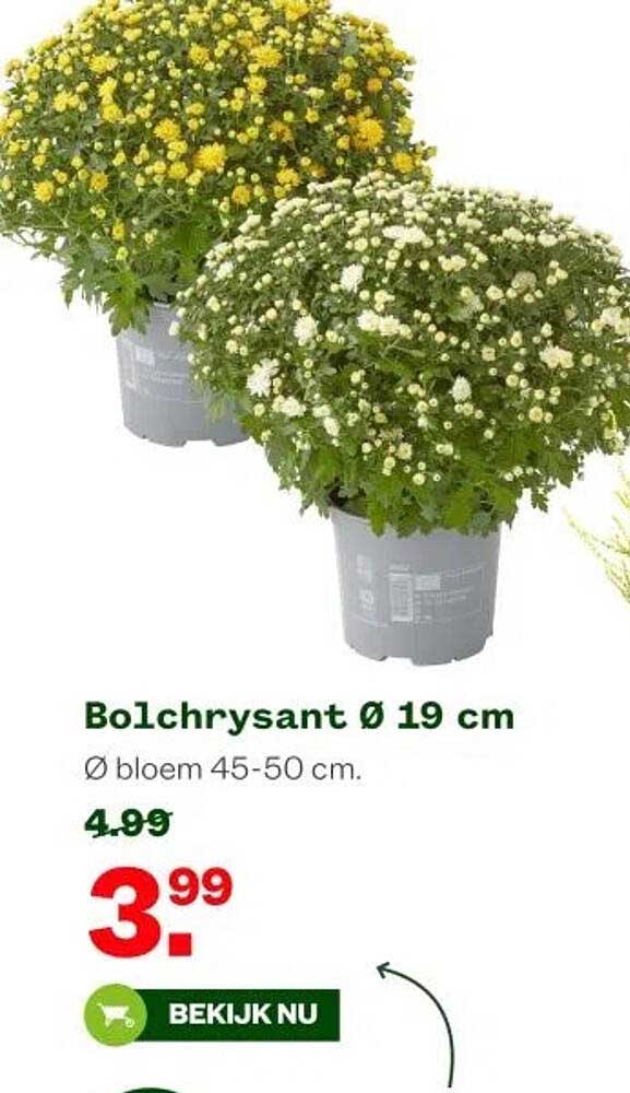 Bolchrysant Ø 19 cm