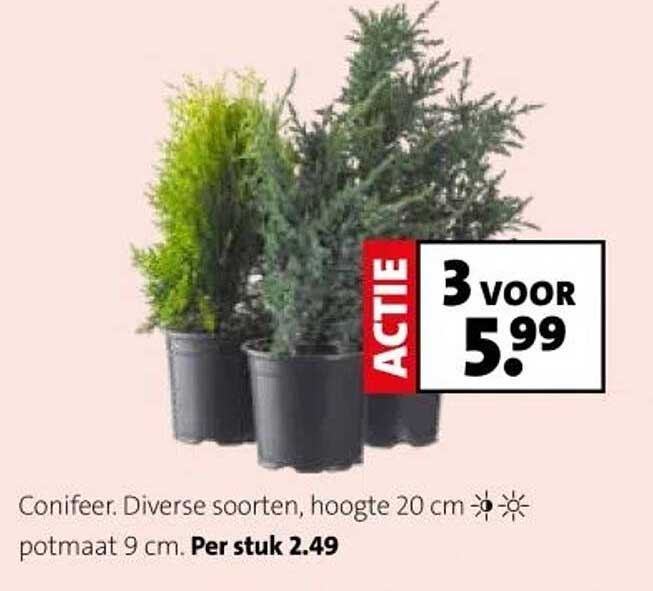 Conifeer. Diverse soorten, hoogte 20 cm potmaat 9 cm. Per stuk 2.49.