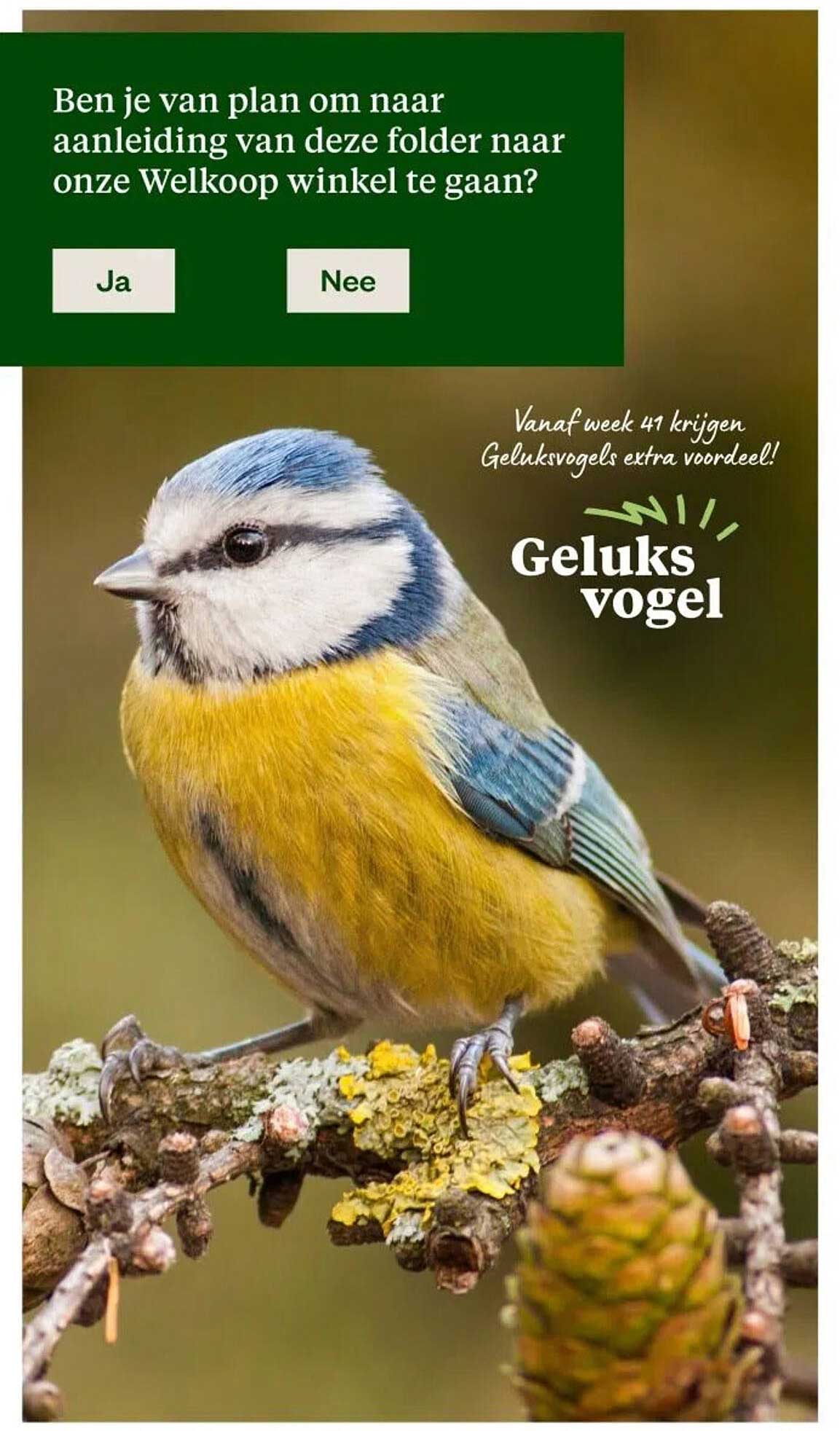 Geluks vogel