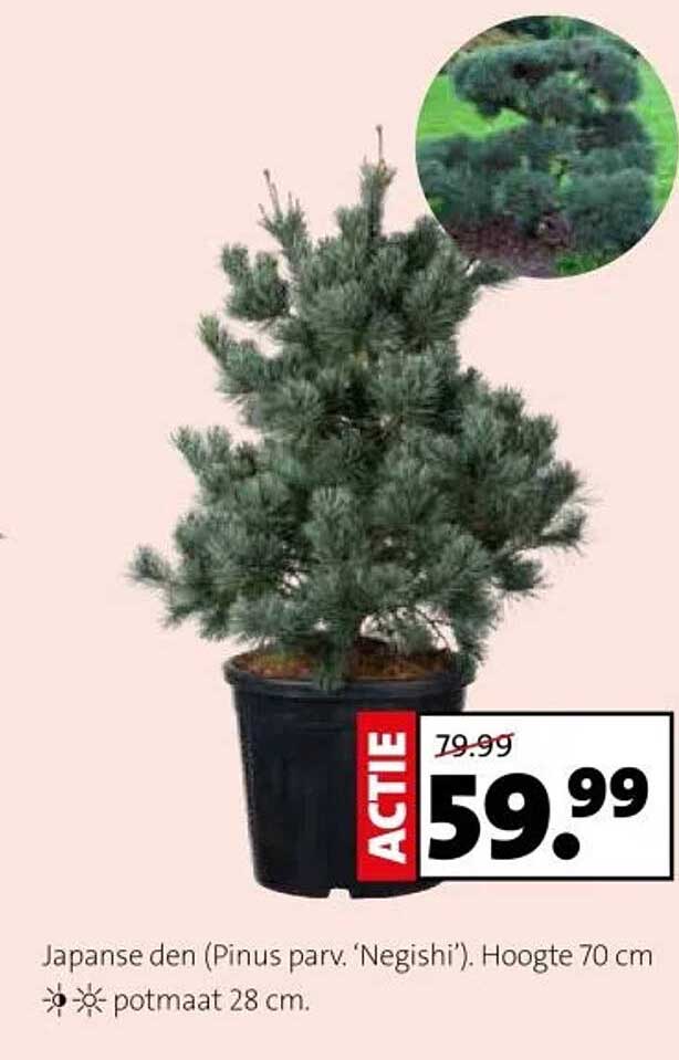 Japanse den (Pinus parv. 'Negishi'). Hoogte 70 cm, potmaat 28 cm.