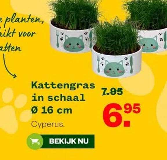 Kattengras in schaal Ø 16 cm