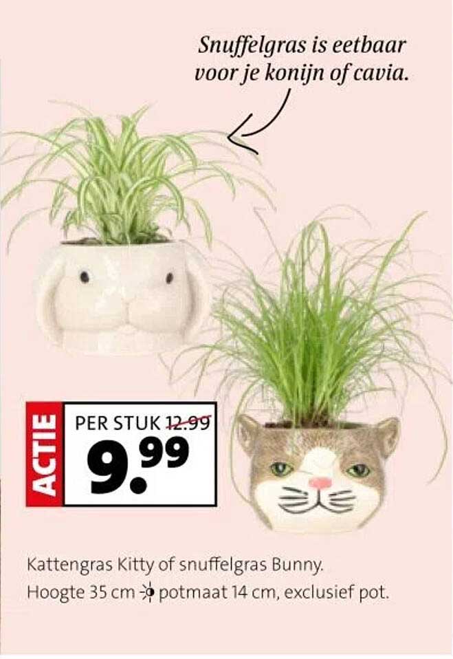 Kattengras Kitty of snuffelgras Bunny