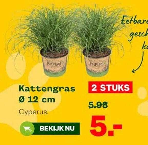 Kattengras Ø 12 cm