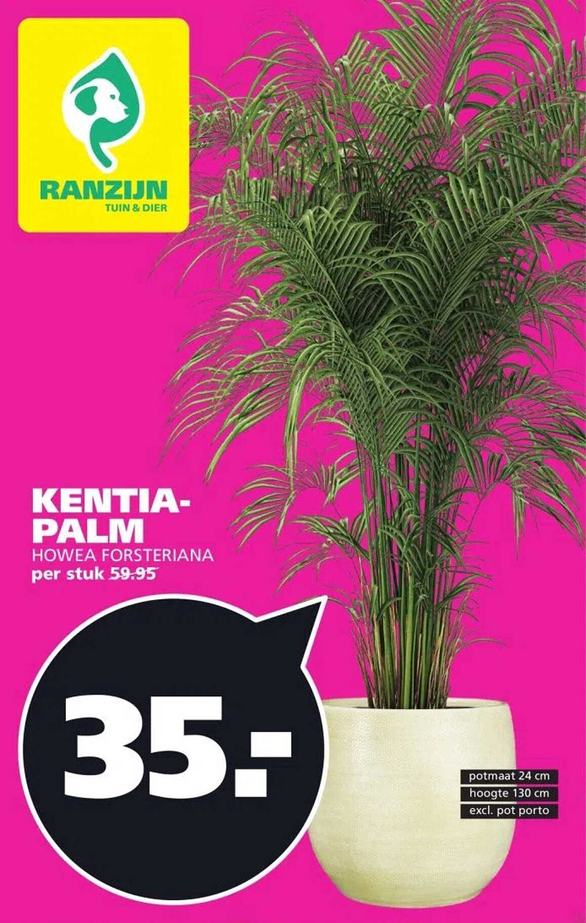 KENTIA-PALM HOWEA FORSTERIANA per stuk 59.95