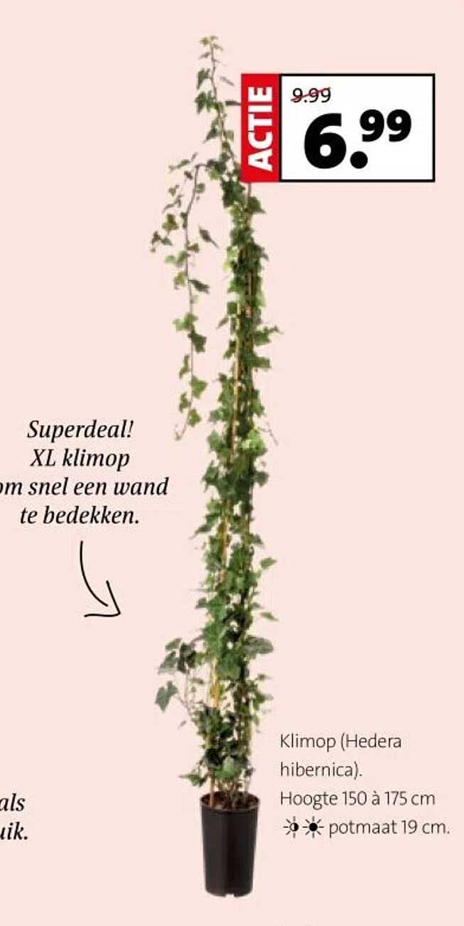 Superdeal! XL klimop om snel een wand te bedekken.