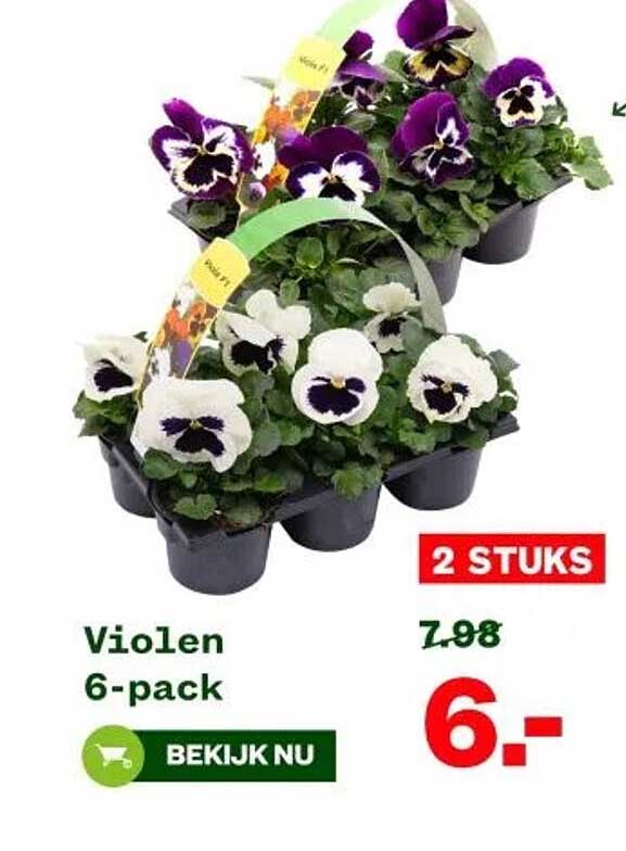 Violen 6-pack