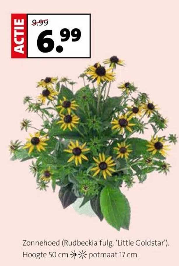 Zonnehoed (Rudbeckia fulg. ‘Little Goldstar’)