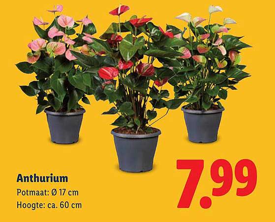 Anthurium