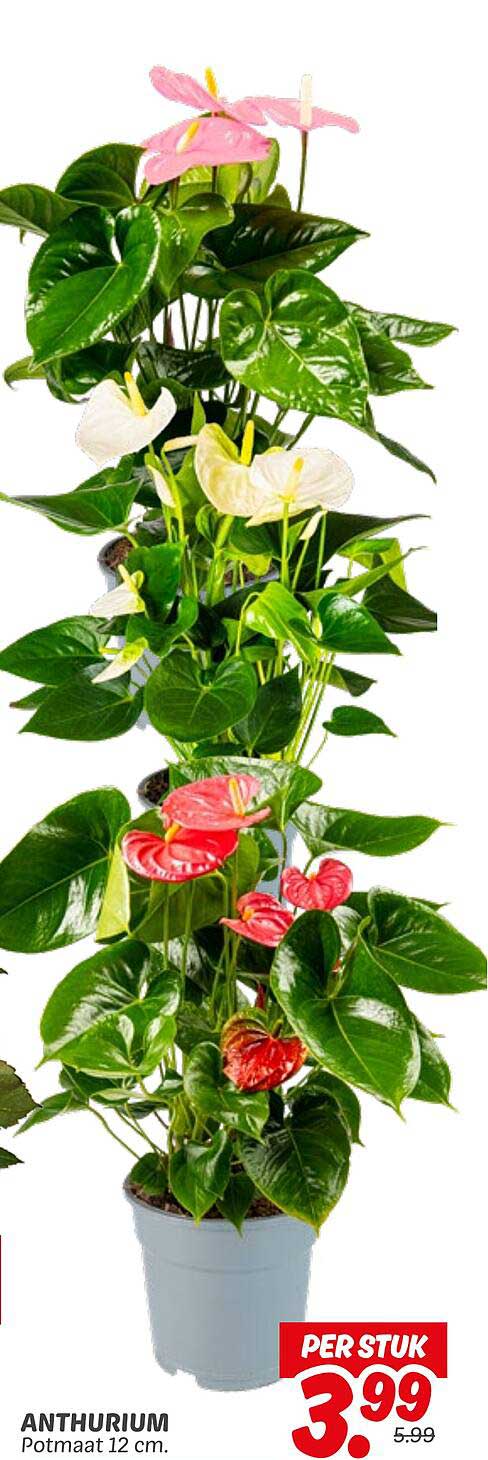 ANTHURIUM Potmaat 12 cm.