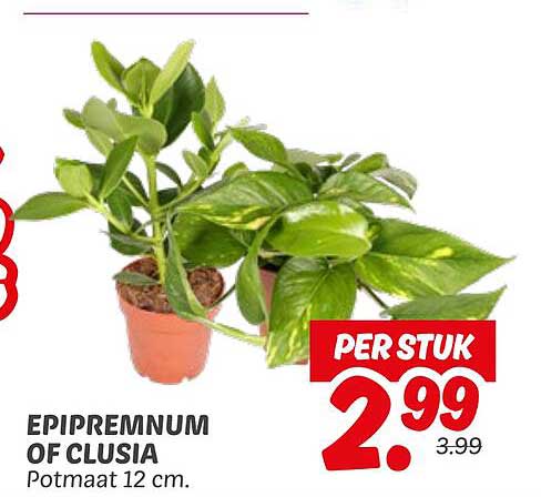 EPIREMNUM OF CLUSIA Potmaat 12 cm.