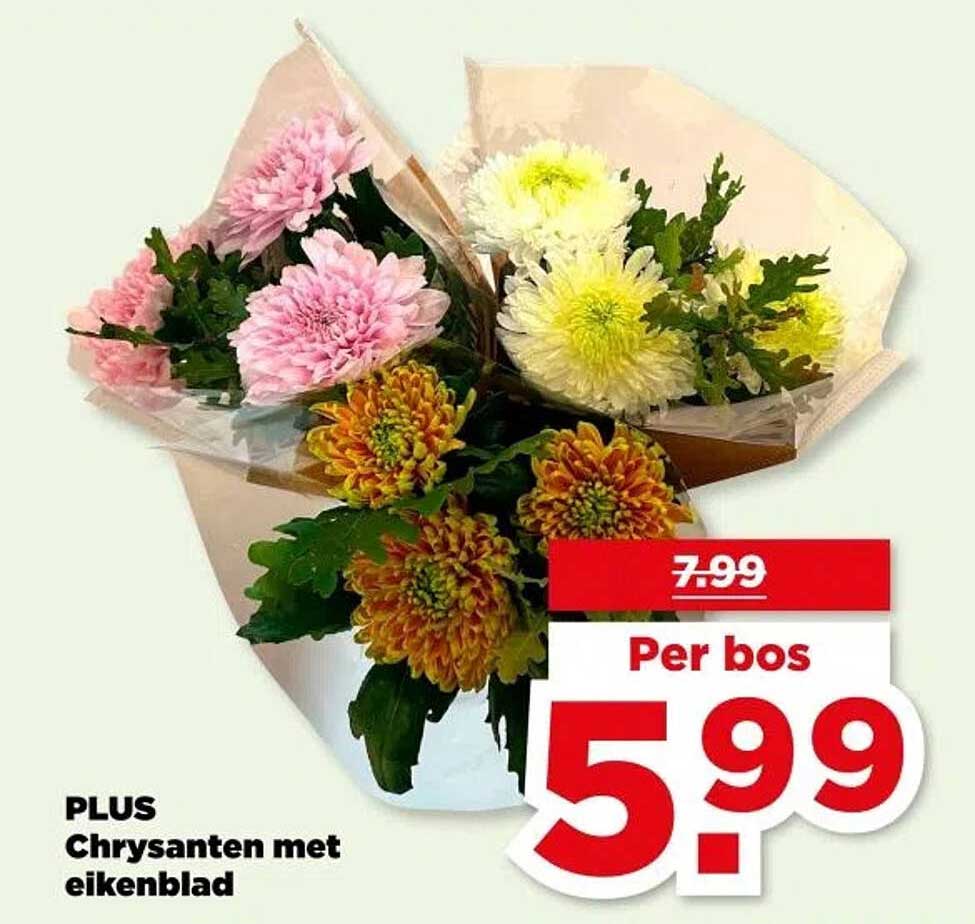 PLUS Chrysanten met eikenblad