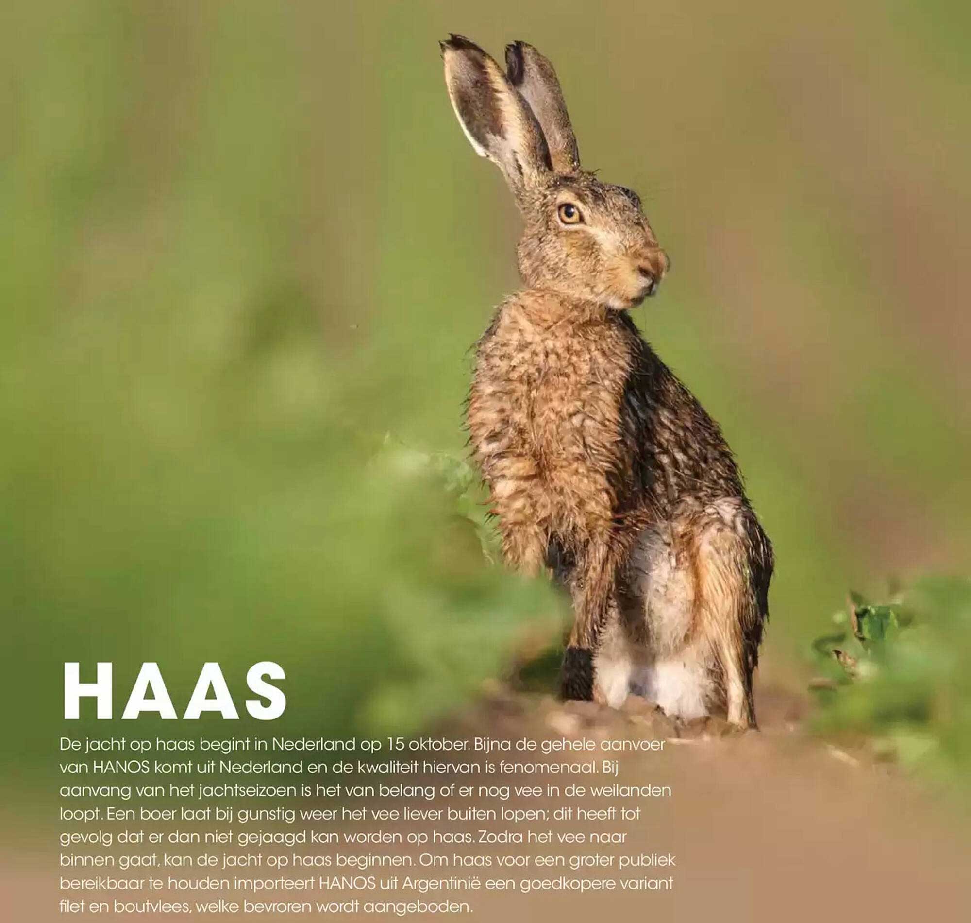 HAAS
