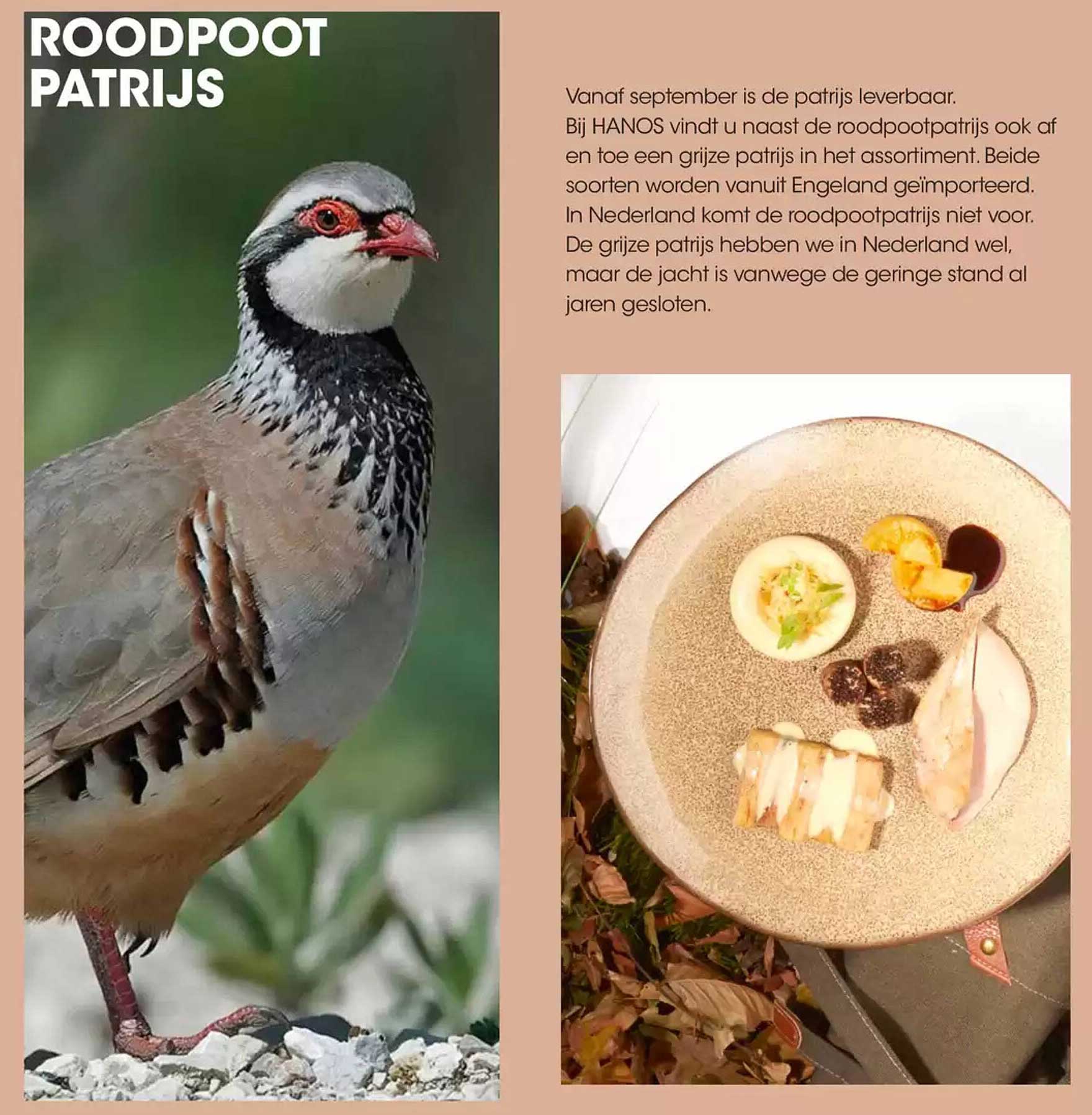 ROODPOOT PATRIJS