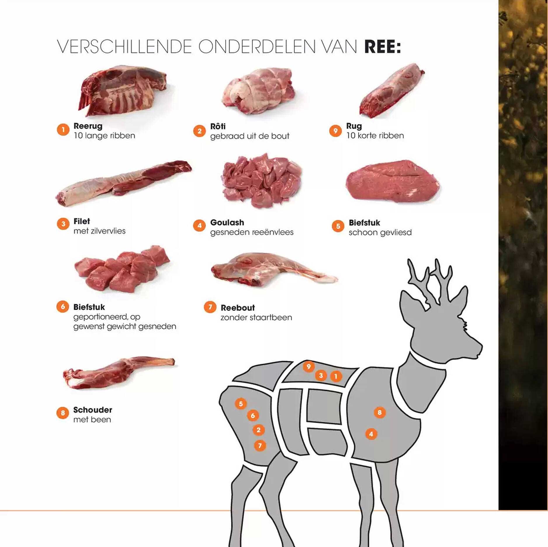 Verschillende onderdelen van Ree