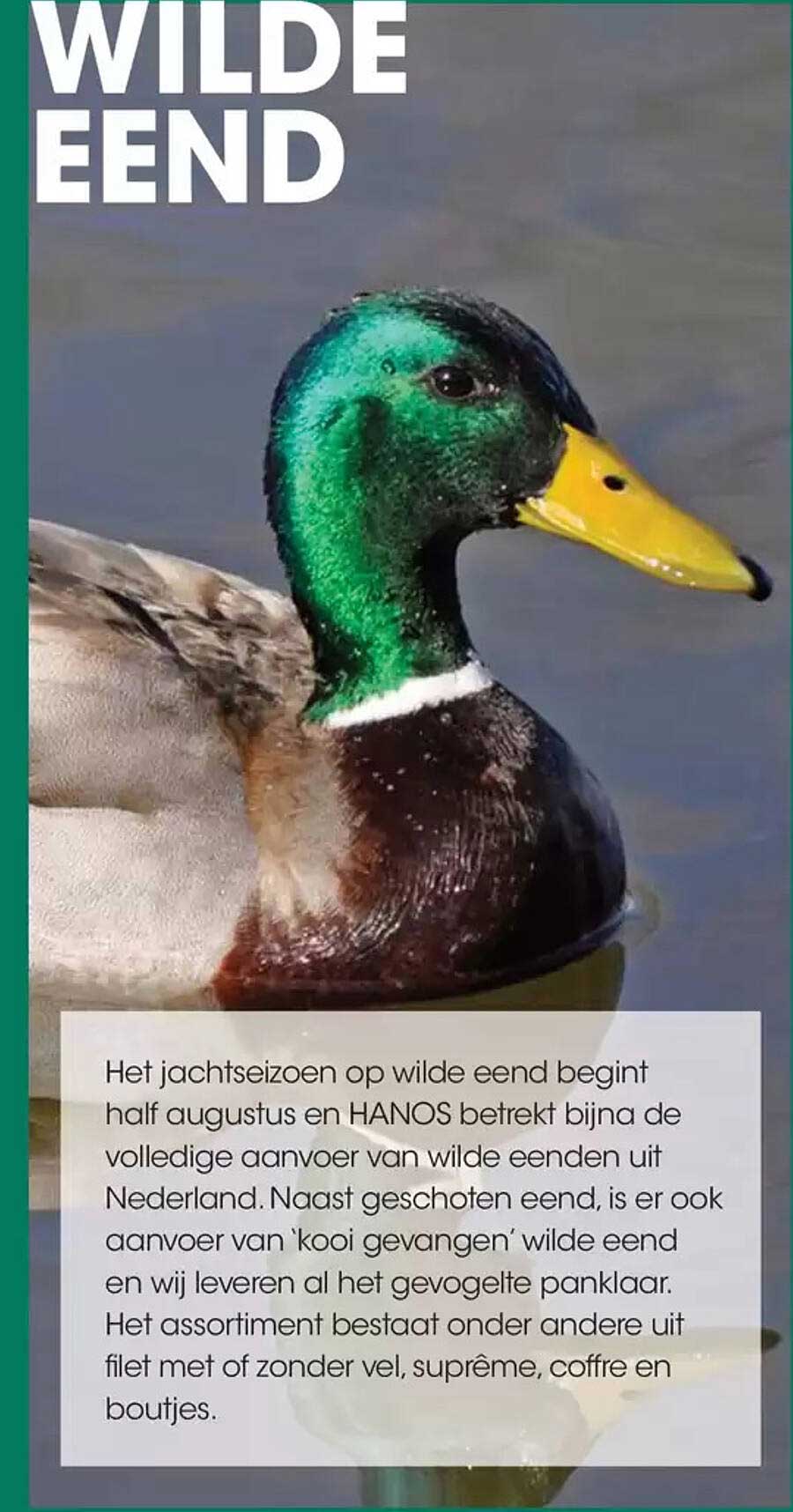 WILDE EEND