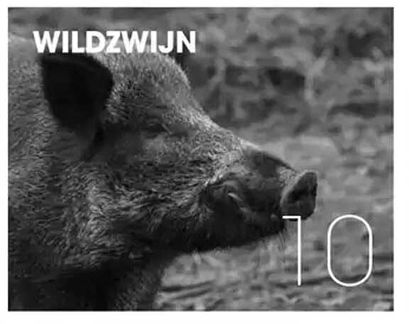 WILDZWijn