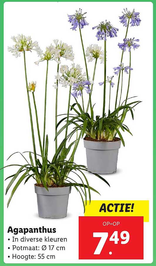 Agapanthus