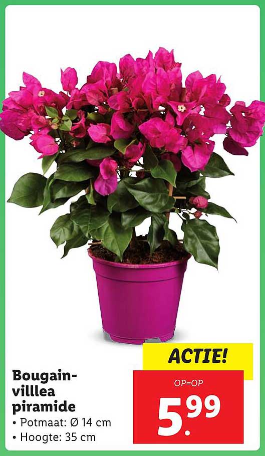 Bougainvillea piramide