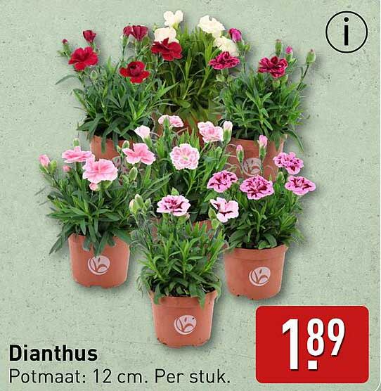 Dianthus