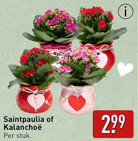 Saintpaulia of Kalanchoë