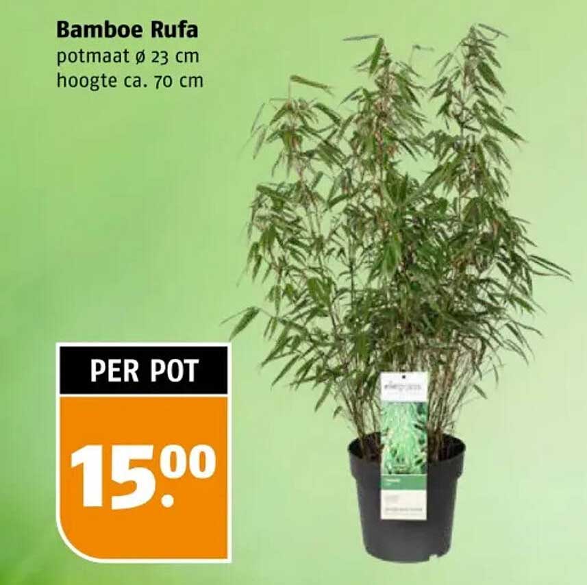 Bamboe Rufa