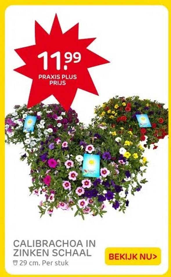 CALIBRACHOA IN ZINKEN SCHAAL