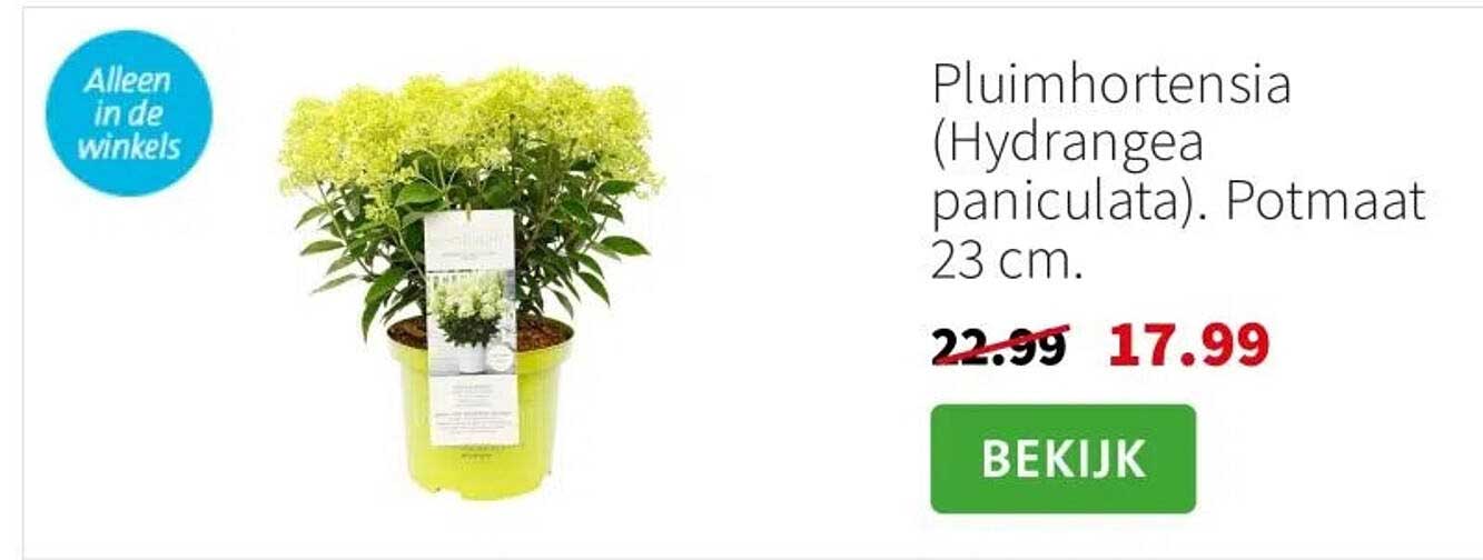 Pluimhortensia (Hydrangea paniculata). Potmaat 23 cm.