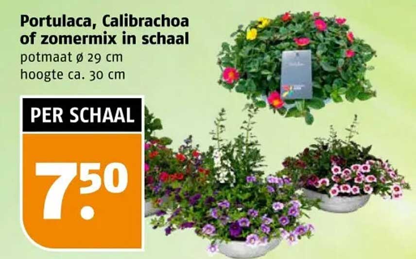 Portulaca, Calibrachoa of zomermix in schaal