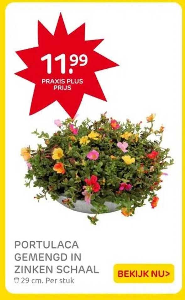 PORTULACA GEMENGD IN ZINKEN SCHAAL