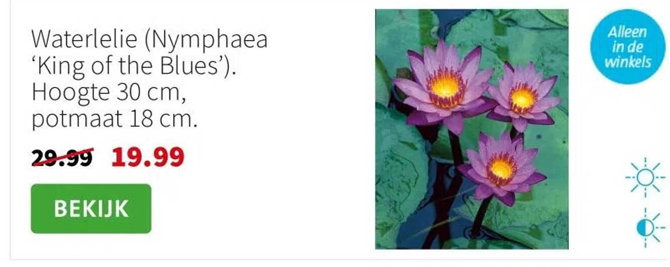 Waterlelie (Nymphaea ‘King of the Blues’).