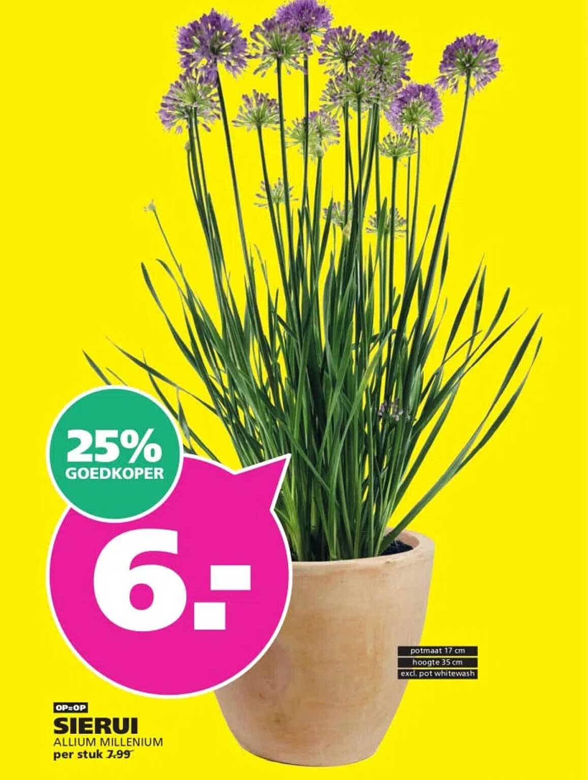 SIERUI ALLIUM MILLENIUM per stuk 7.99 25% GOEDKOPER