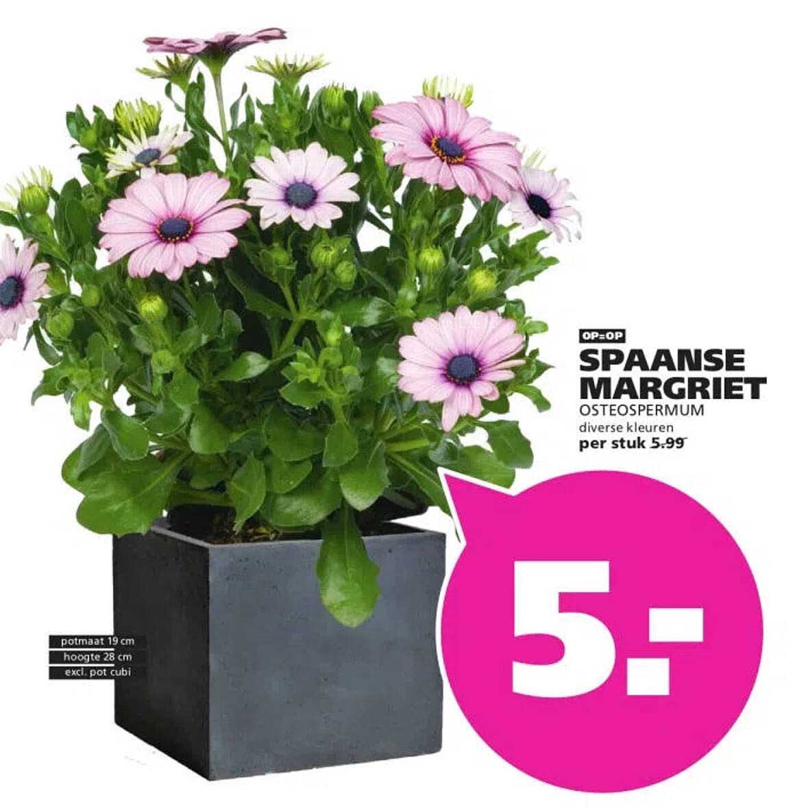 SPAANSE MARGRIET OSTEOSPERMUM diverse kleuren OP=OP