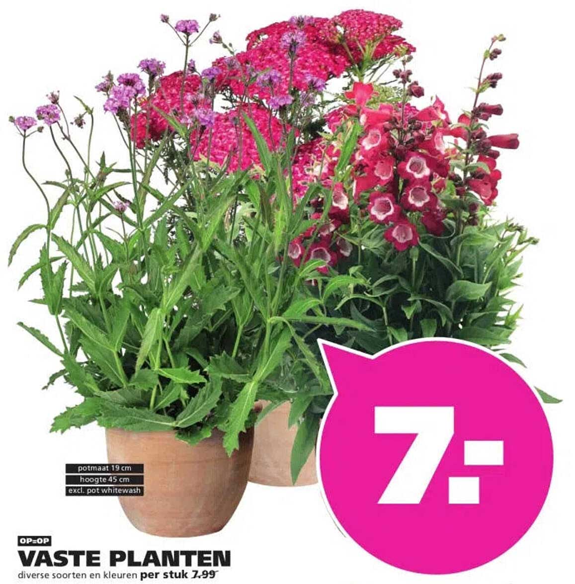 VASTE PLANTEN