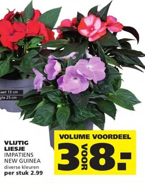 VLIJTIG LIESJE IMPATIENS NEW GUINEA diverse kleuren volume voordeel 3 voor 8,-
