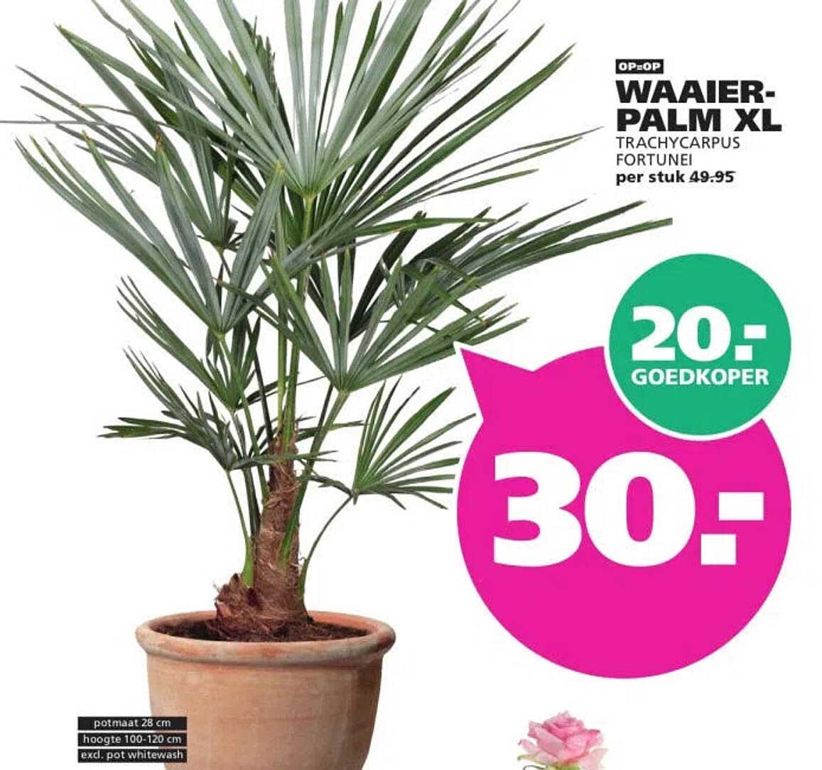 Waaier-palm XL Trachycarpus fortunei per stuk 49.95