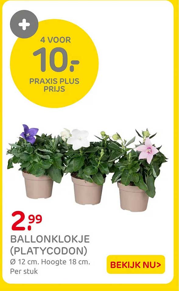 BALLONKLOKJE (PLATYCODON) 4 VOOR 10,- PRAXIS PLUS PRIJS