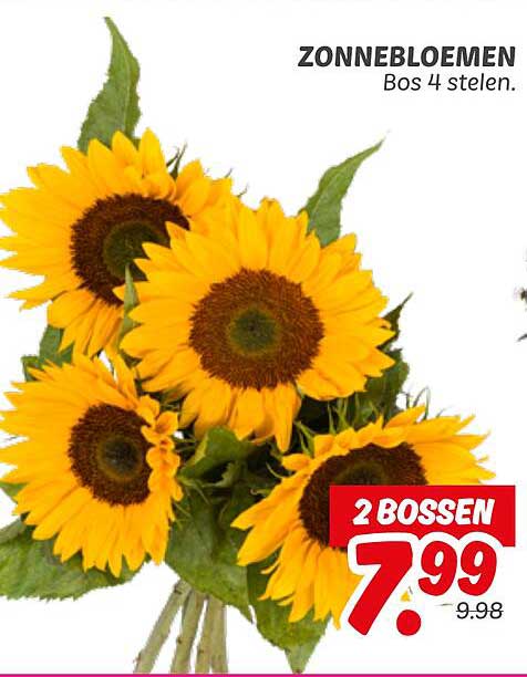 Zonnebloemen Bos 4 stelen.